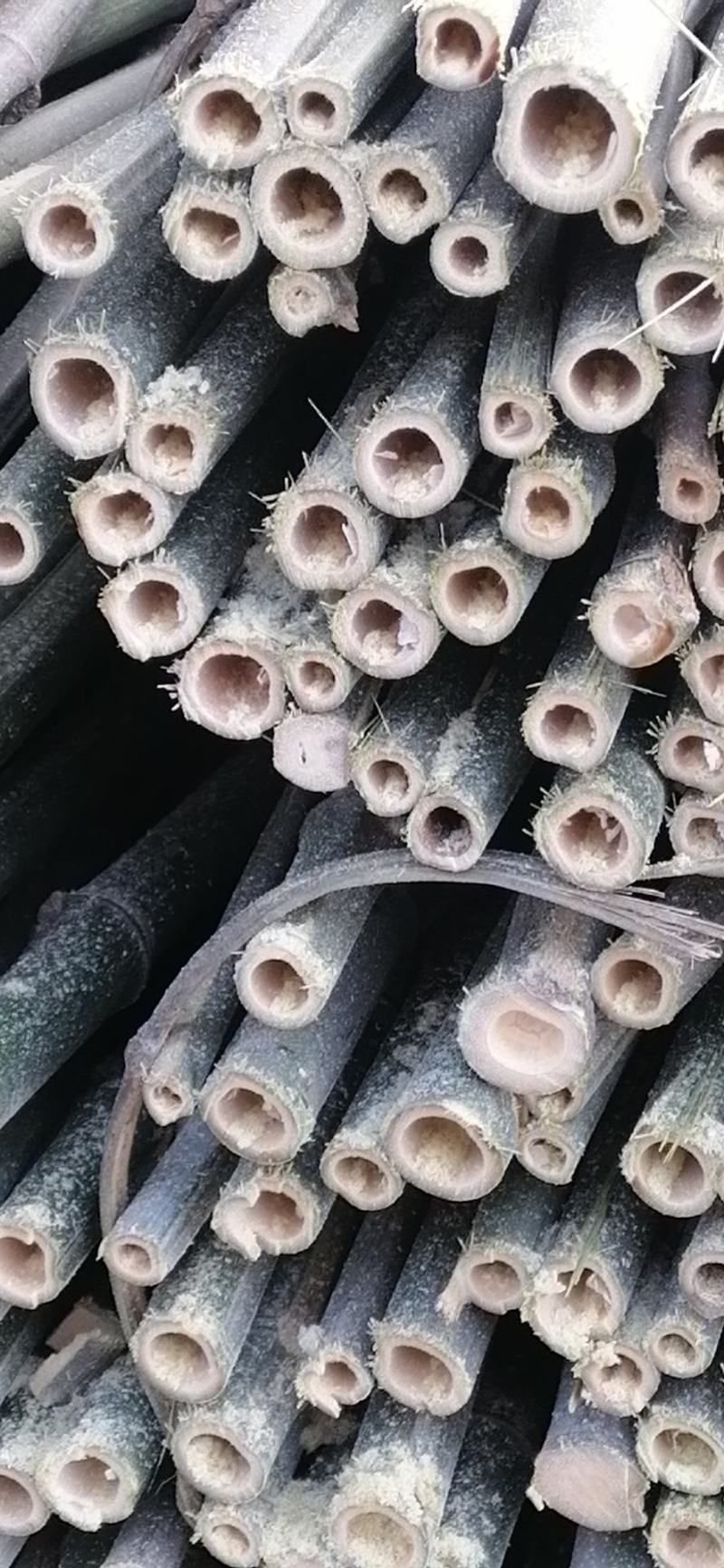 批发供应竹竿，菜架竹，冬瓜竹，豆角竹