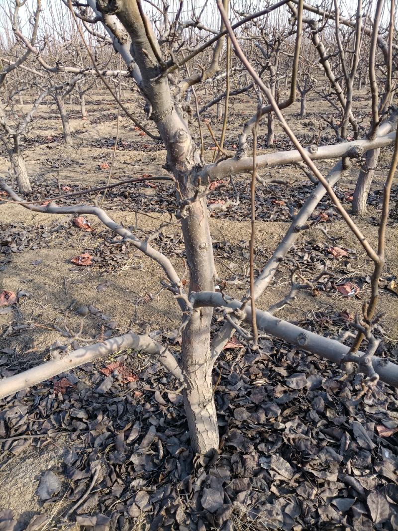 梨树，5-8公分品种树观赏树占地树规格齐全，保栽保活
