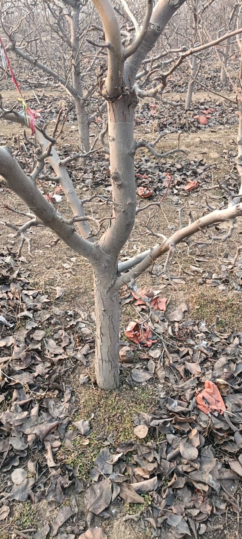 梨树，5-8公分品种树观赏树占地树规格齐全，保栽保活