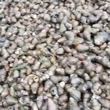 螺蛳统货，饲料螺蛳新鲜成活率高