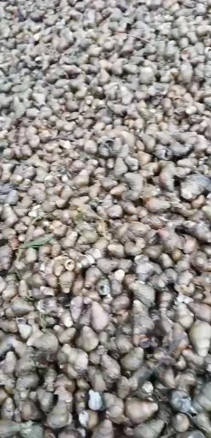 螺蛳统货，饲料螺蛳新鲜成活率高