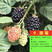 树莓苗黑莓树莓苗基地直销保证品种量大优惠品种齐全