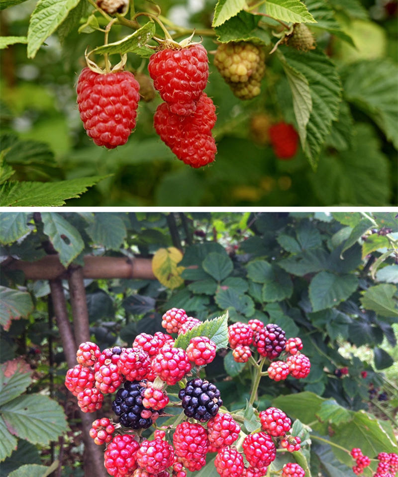 树莓苗黑莓树莓苗基地直销保证品种量大优惠品种齐全