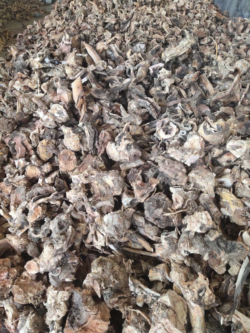 大量野生雷公藤出售欢迎来电咨询