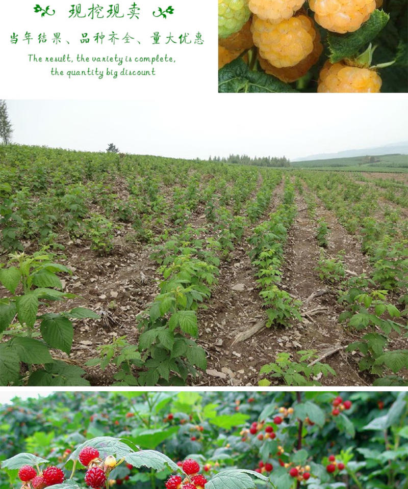 树莓苗黄蜜树莓苗基地直销保证品种量大优惠品种齐全