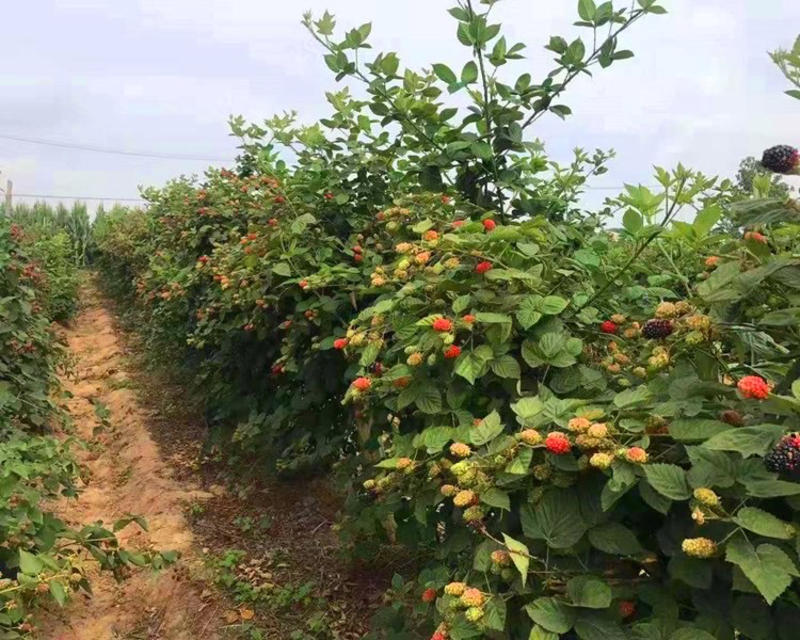 树莓苗黄蜜树莓苗基地直销保证品种量大优惠品种齐全