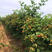 树莓苗南红一号树莓苗基地直销保证品种量大优惠品种齐全