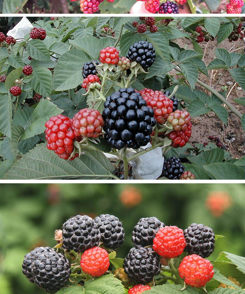 树莓苗费尔杜德树莓苗基地直销保证品种量大优惠品种齐全