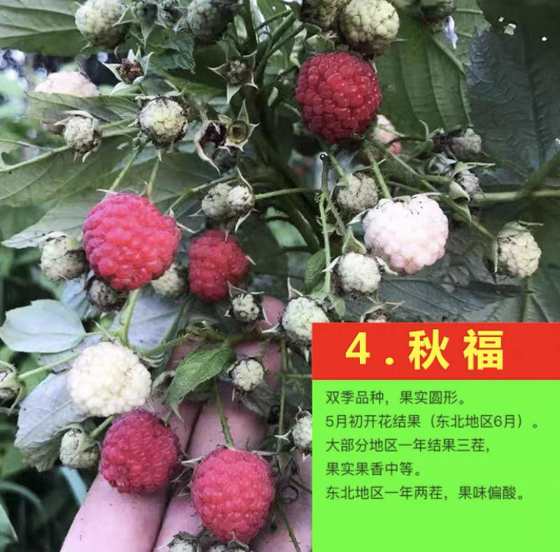 树莓苗秋福树莓苗基地直销保证品种量大优惠品种齐全