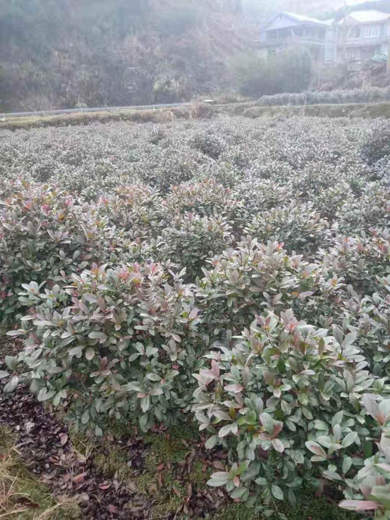 杜鹃球红继木球石楠球海桐球女贞球茶梅球