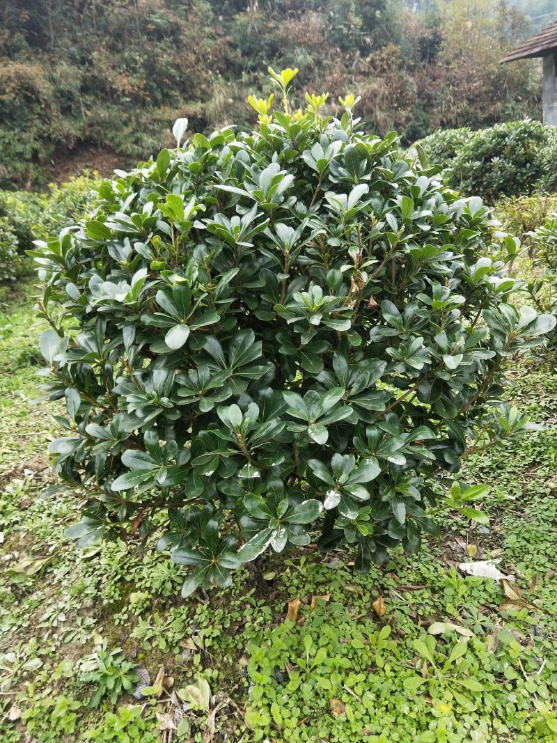 杜鹃球红继木球石楠球海桐球女贞球茶梅球