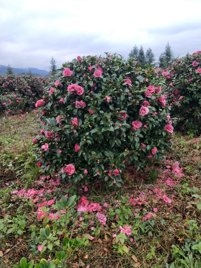 杜鹃球红继木球石楠球海桐球女贞球茶梅球