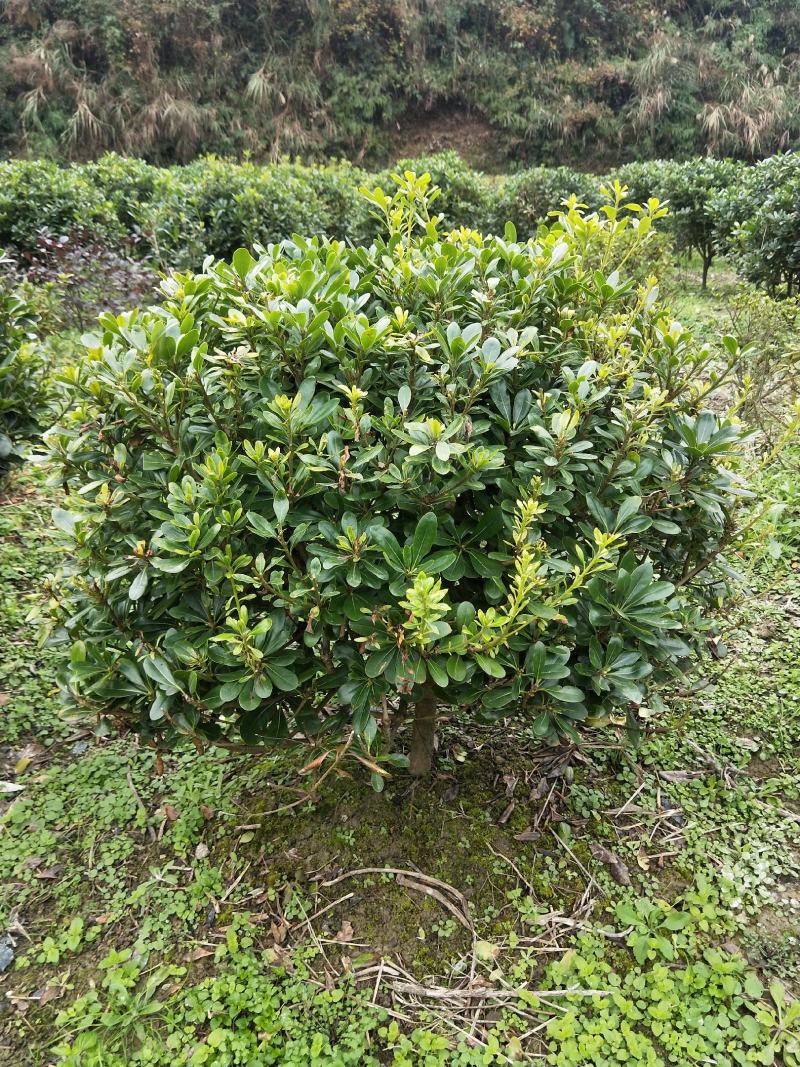 杜鹃球红继木球石楠球海桐球女贞球茶梅球