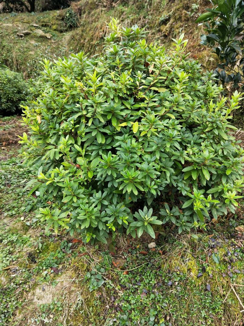 杜鹃球红继木球石楠球海桐球女贞球茶梅球