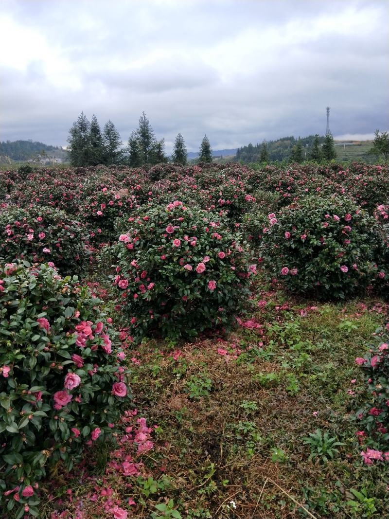杜鹃球红继木球石楠球海桐球女贞球茶梅球