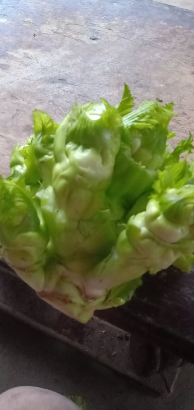 基地直供儿菜走毛货(光儿)