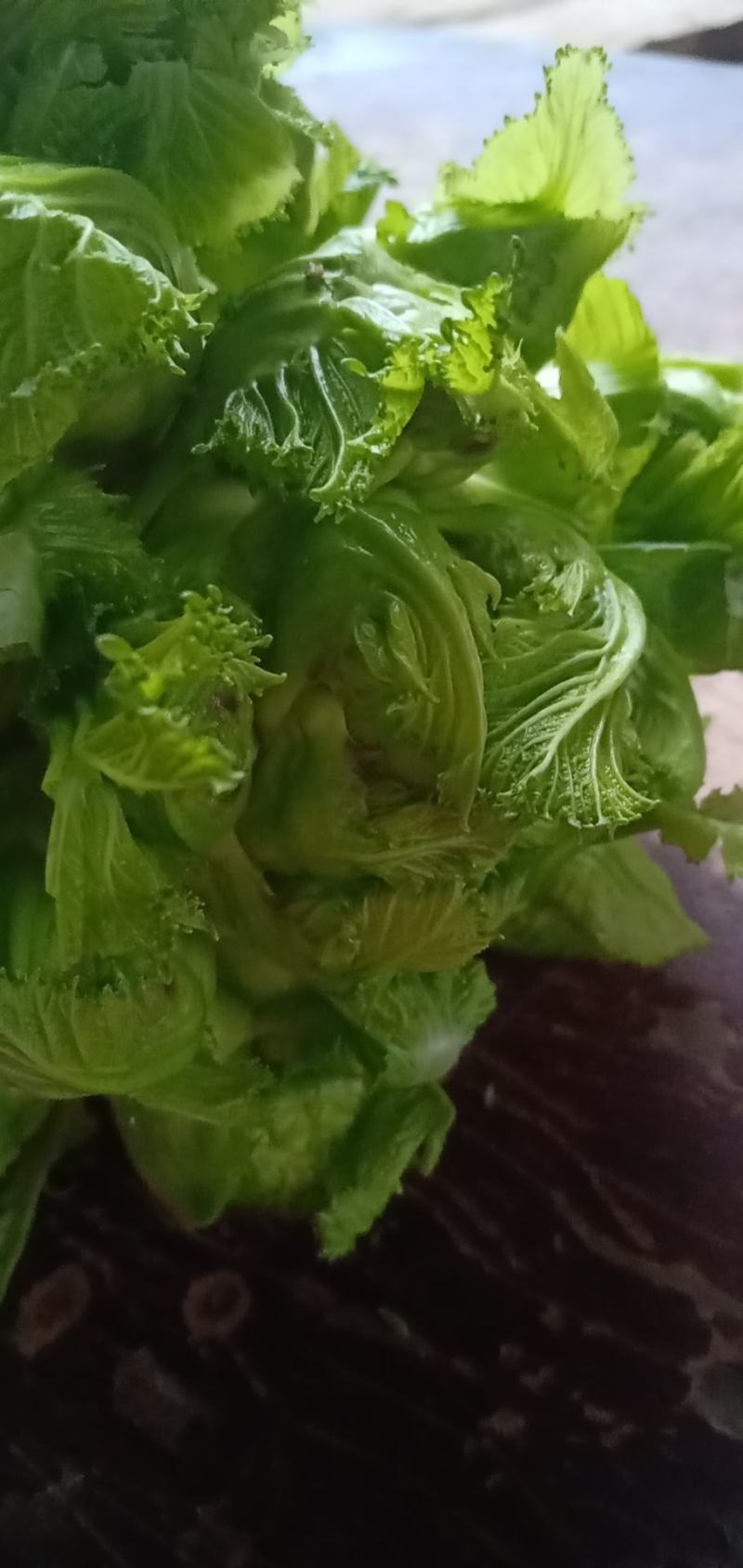 基地直供儿菜走毛货(光儿)