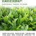 茶叶专用叶面肥茶叶催芽增厚素1000克茶叶壮芽拉尖素