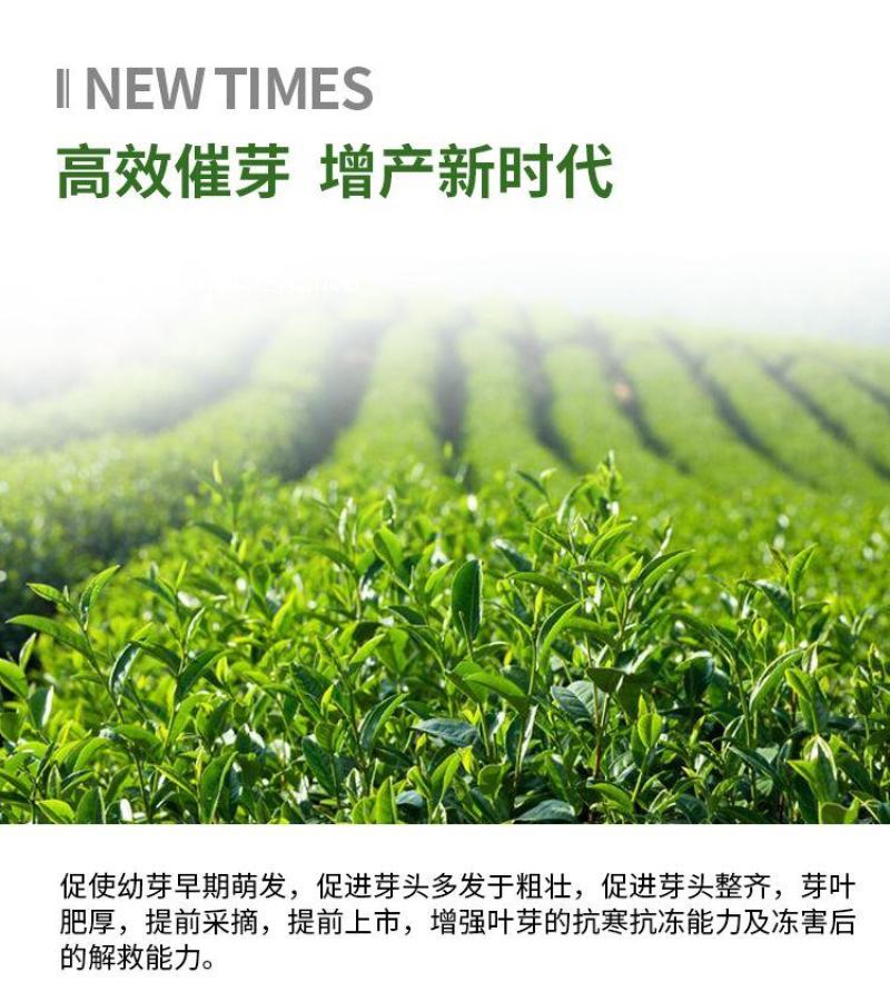 茶叶专用叶面肥茶叶催芽增厚素1000克茶叶壮芽拉尖素