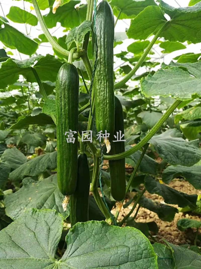 水果黄瓜种子耐热无刺油亮小黄瓜种孑荷兰进口迷你油瓜