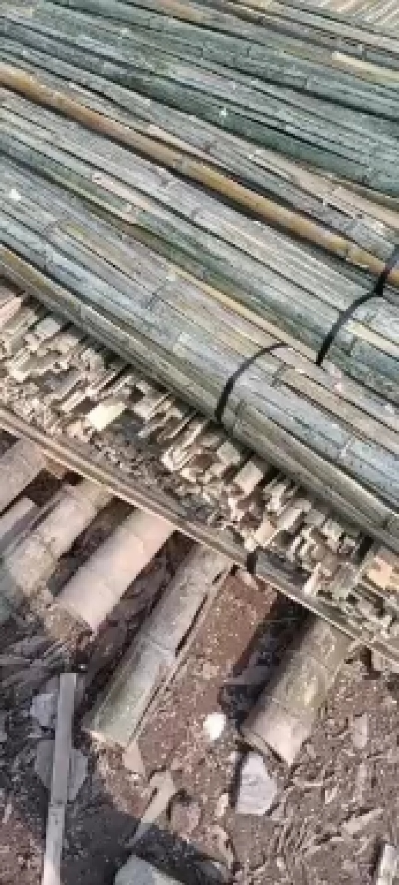 竹竿，竹稍，竹尾支撑杆，果撑拱棚顶杆，各种规格都有