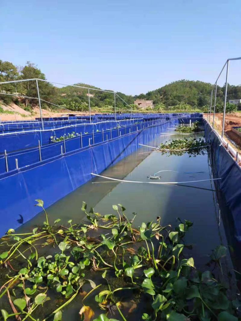 养殖帆布水池大棚鱼池加厚刀刮布水池水蛭龙虾对虾锦鲤鱼水箱