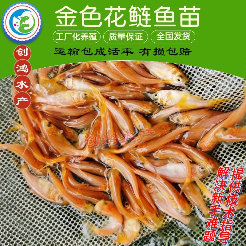 【淡水养殖】金鳙鱼苗黄金花鲢鱼苗金丝大头鱼苗金大头