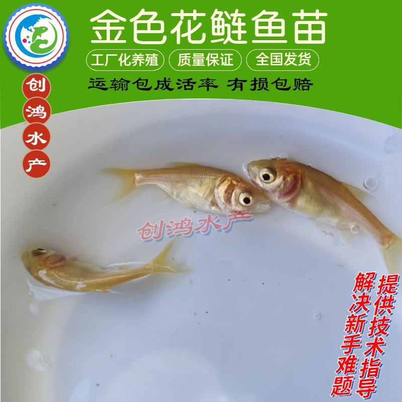 【淡水养殖】金鳙鱼苗黄金花鲢鱼苗金丝大头鱼苗金大头