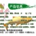 【淡水养殖】金鳙鱼苗黄金花鲢鱼苗金丝大头鱼苗金大头
