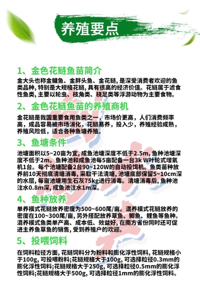 【淡水养殖】金鳙鱼苗黄金花鲢鱼苗金丝大头鱼苗金大头