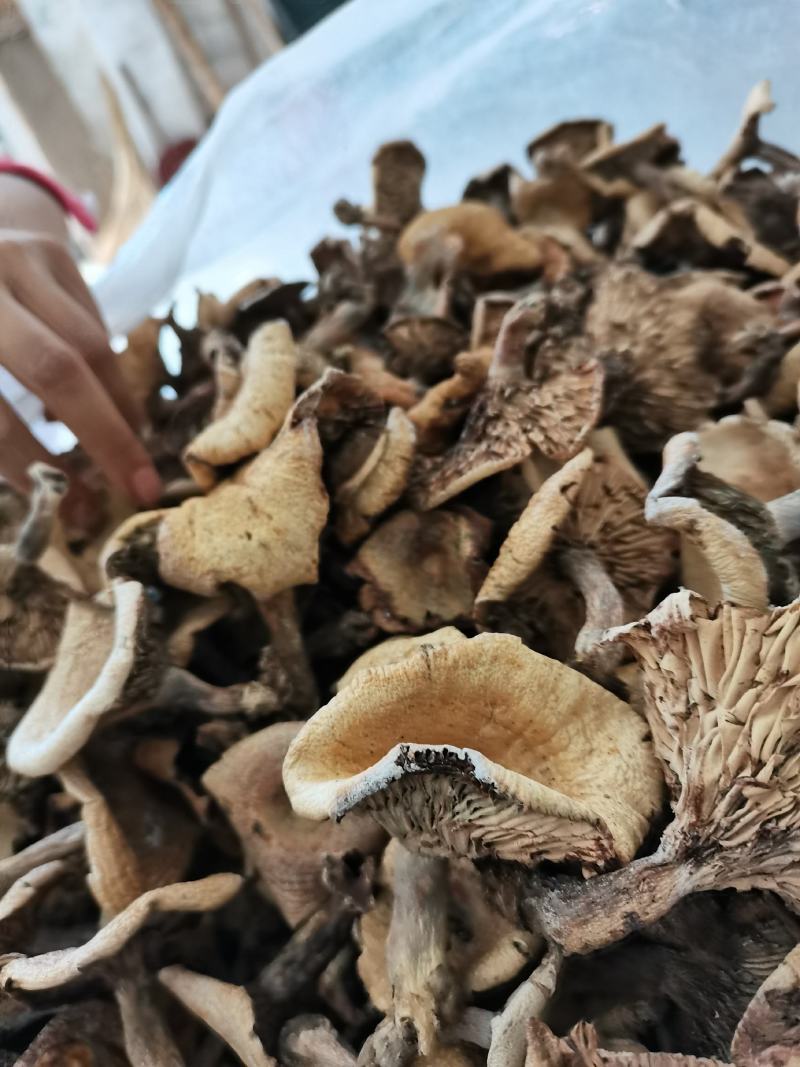 湖北优质干松树菌大山里的干货农户直发欢迎来电合作