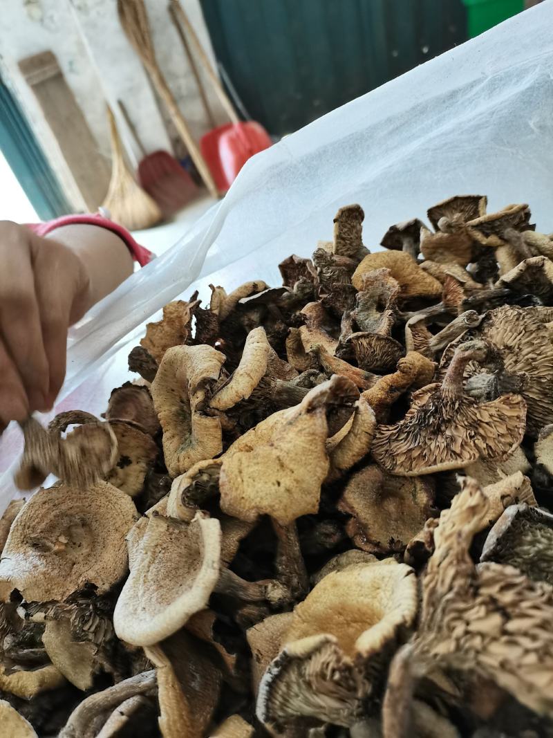 湖北优质干松树菌大山里的干货农户直发欢迎来电合作