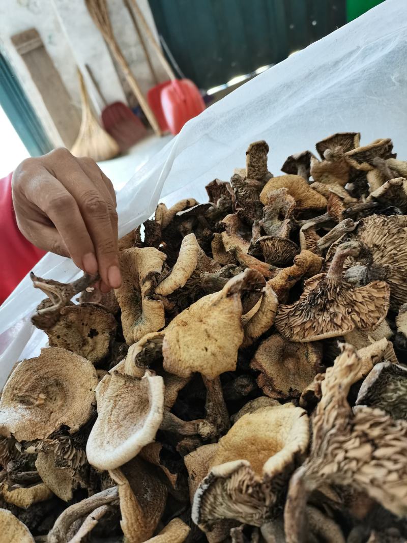 湖北优质干松树菌大山里的干货农户直发欢迎来电合作