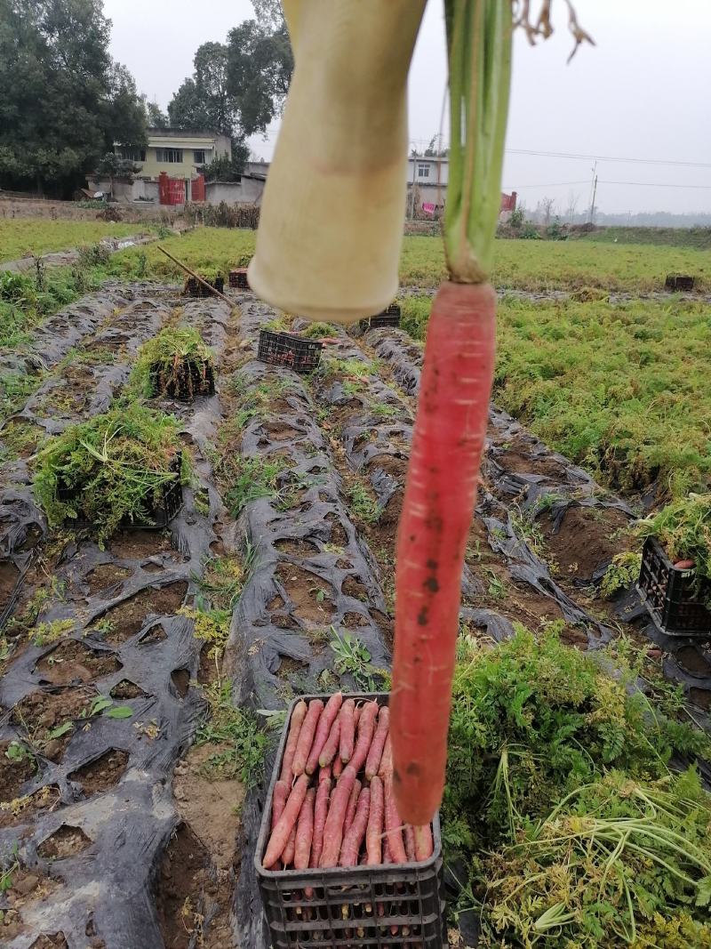 四川省广汉市本地土胡萝卜