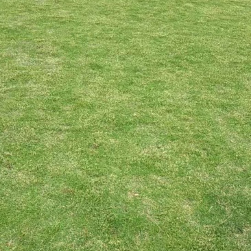 马尼拉草皮，台湾青，清远大型草场，靓仔货，