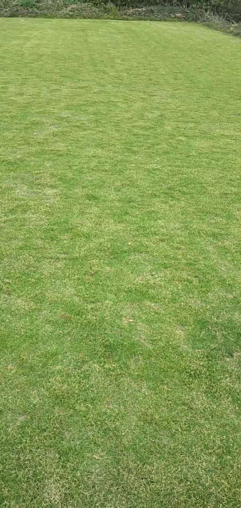 马尼拉草皮，台湾青，清远大型草场，靓仔货，