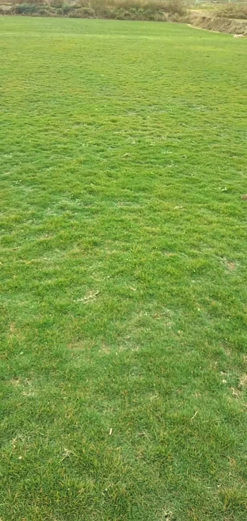 马尼拉草皮，台湾青，清远大型草场，靓仔货，