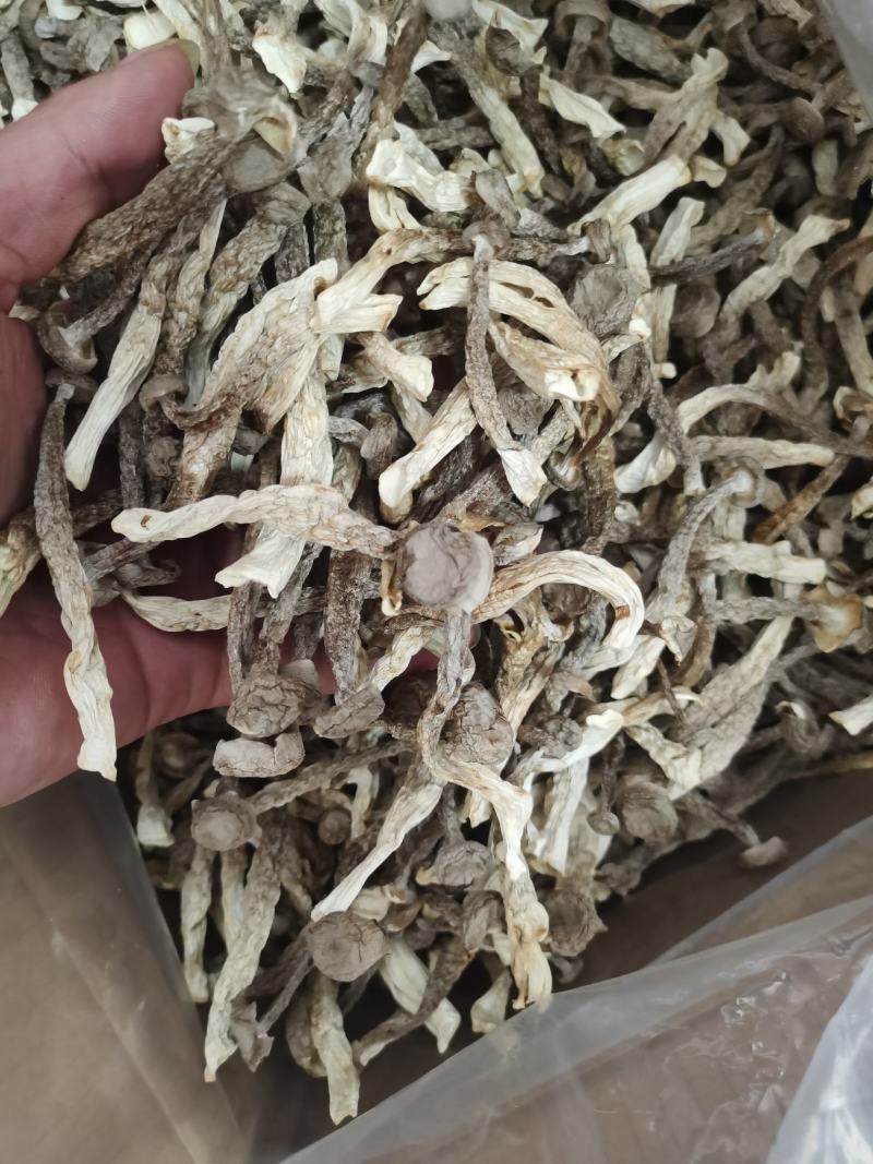 【优质】古田鹿茸菇大量批发，欢迎广大老板们来店选购