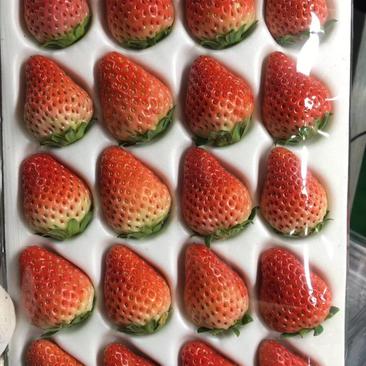 四季草莓，德昌草莓，丹东草莓，安微草莓。