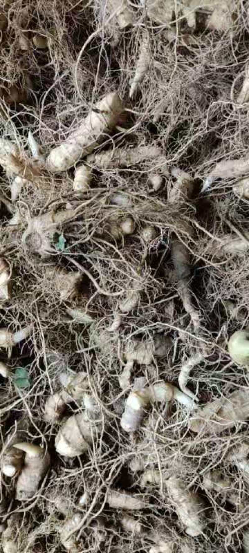黄精苗，产量高，易成活，种子，