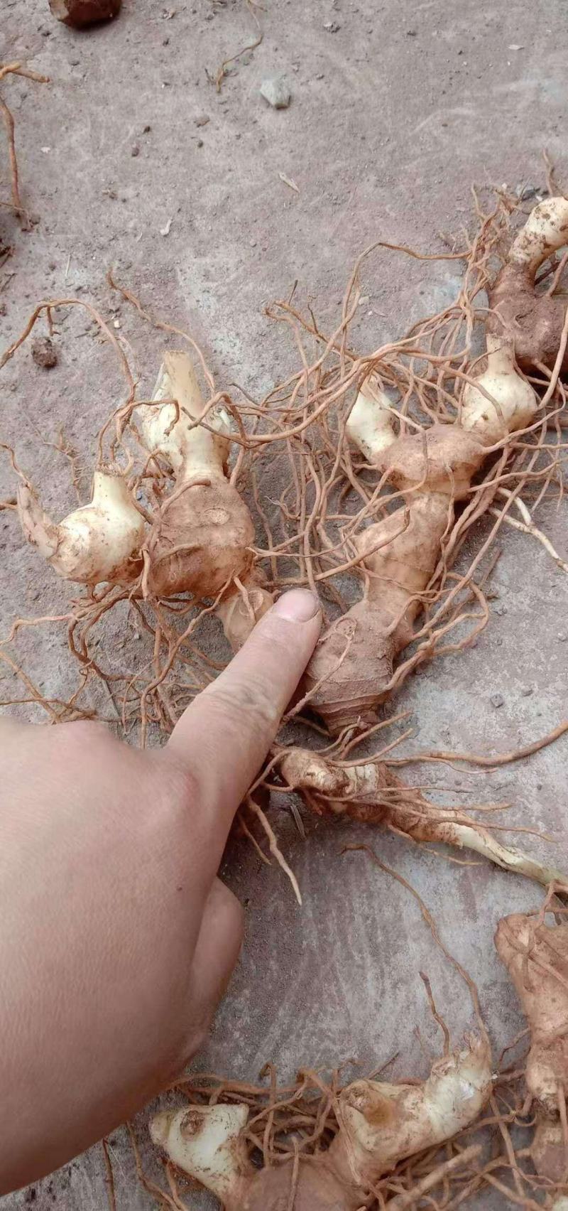 黄精苗，产量高，易成活，种子，