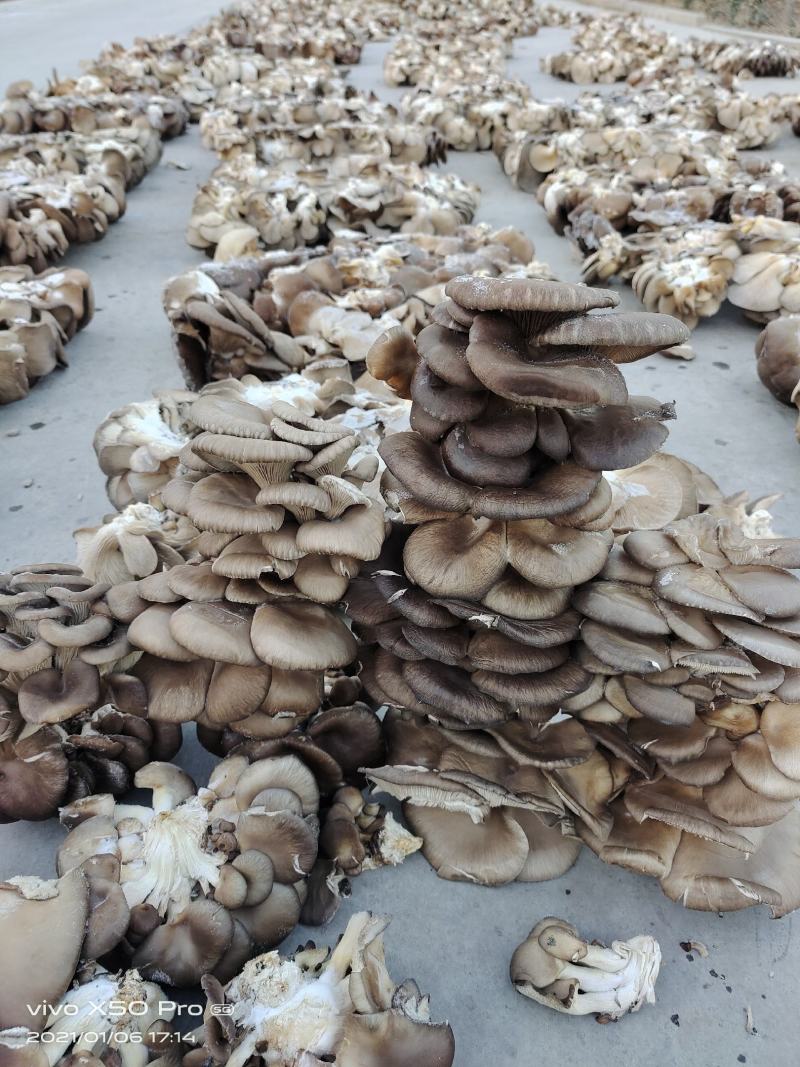 河南辉县干平菇一手货源基地直发全国单件起发
