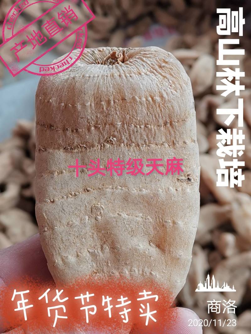 【特价促销，无硫短支甜味】秦岭高山天麻，品质保证