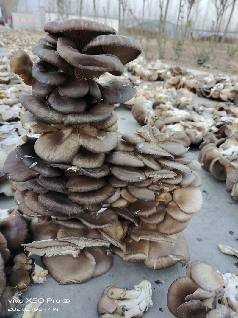河南辉县干平菇一手货源基地直发全国单件起发