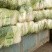 白菜黄心大白菜毛菜净菜散装袋装无虫眼,无烧心。