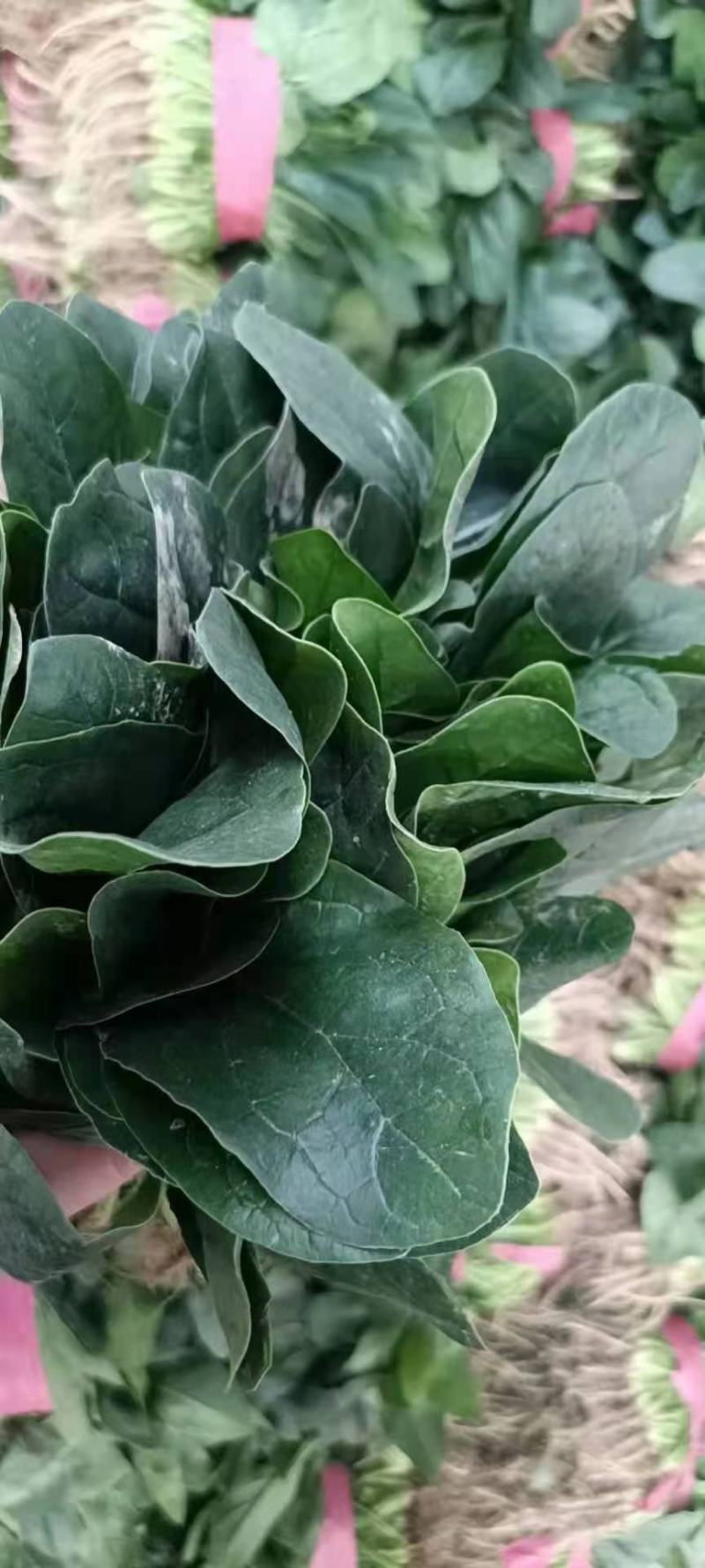 农田地头现挖菠菜精品菠菜一手货源产地直供电商一件代发