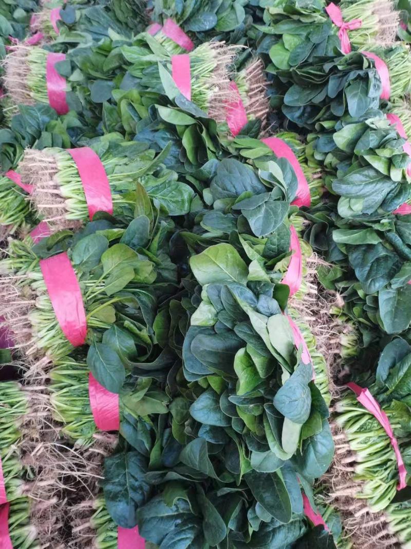 农田地头现挖菠菜精品菠菜一手货源产地直供电商一件代发