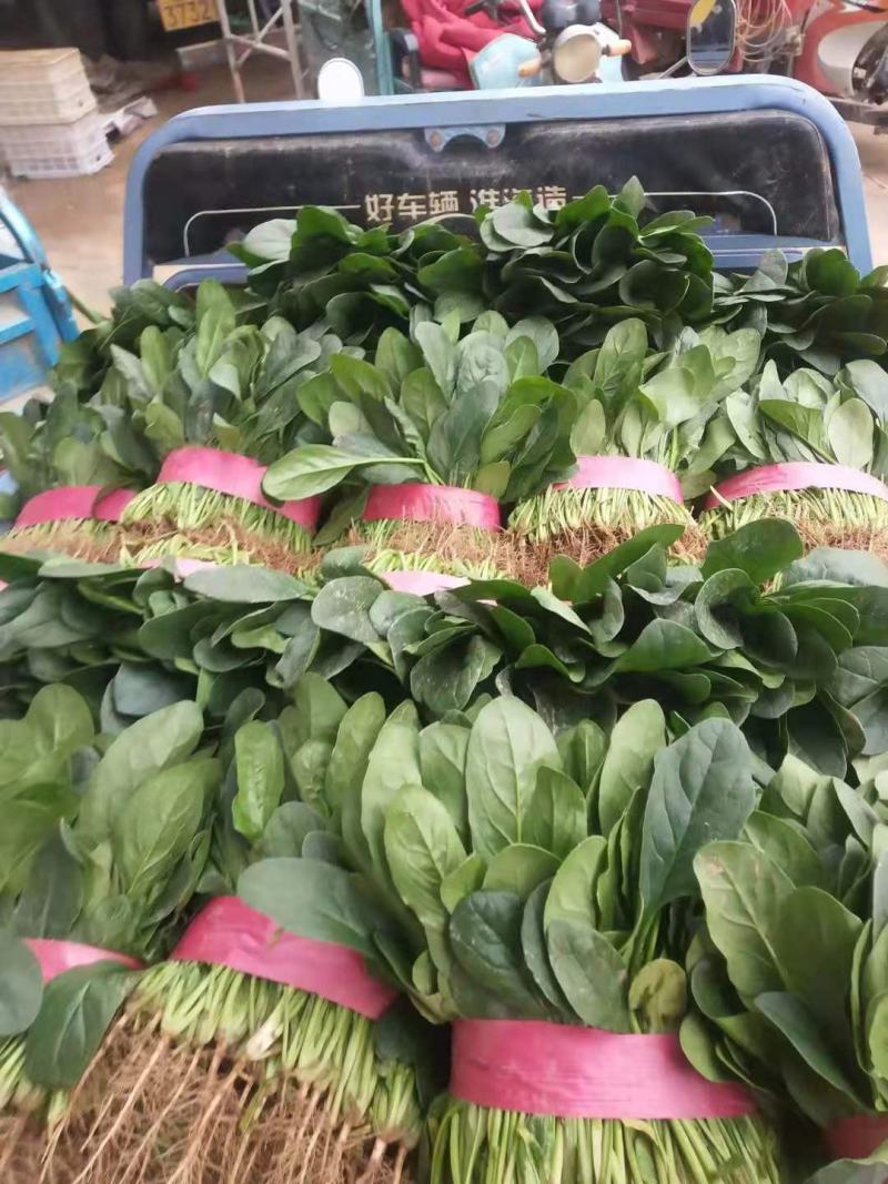 农田地头现挖菠菜精品菠菜一手货源产地直供电商一件代发