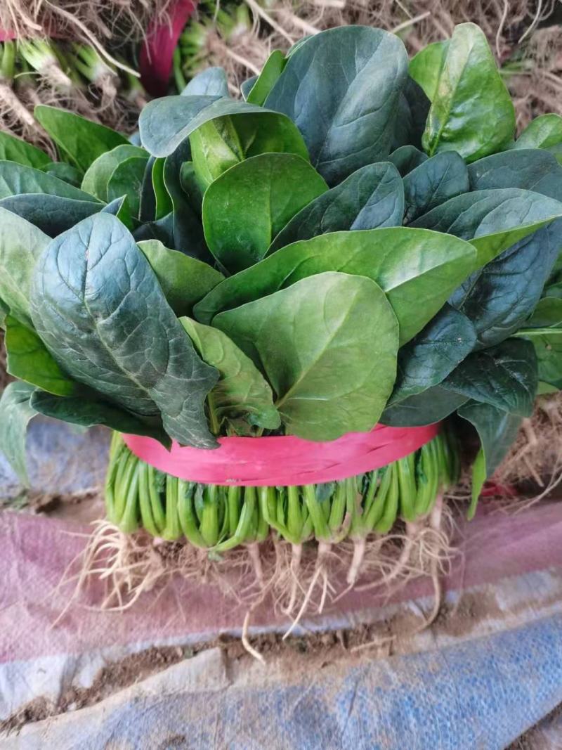 农田地头现挖菠菜精品菠菜一手货源产地直供电商一件代发