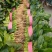 农田地头现挖菠菜精品菠菜一手货源产地直供电商一件代发